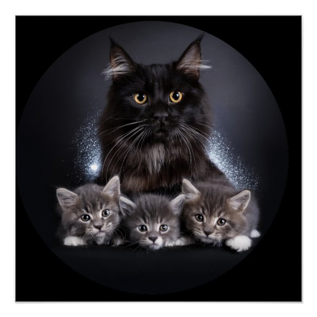 Poster Grand Chat Noir Et Ses 3 Chatons Pose Pour Nous (Devant)