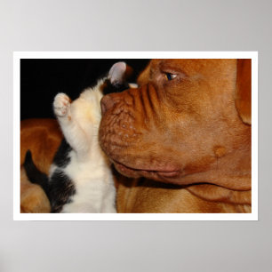 Poster Grand chien et chaton
