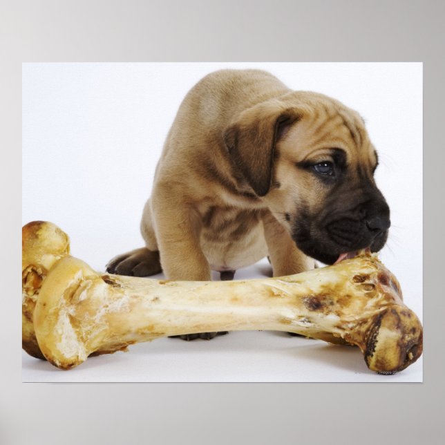 Poster Grand chiot Dane avec os en studio (Devant)