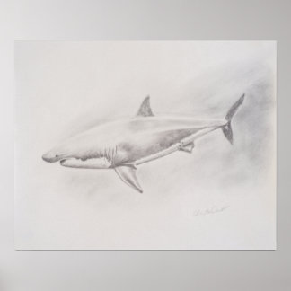 Poster Grand dessin de requin blanc