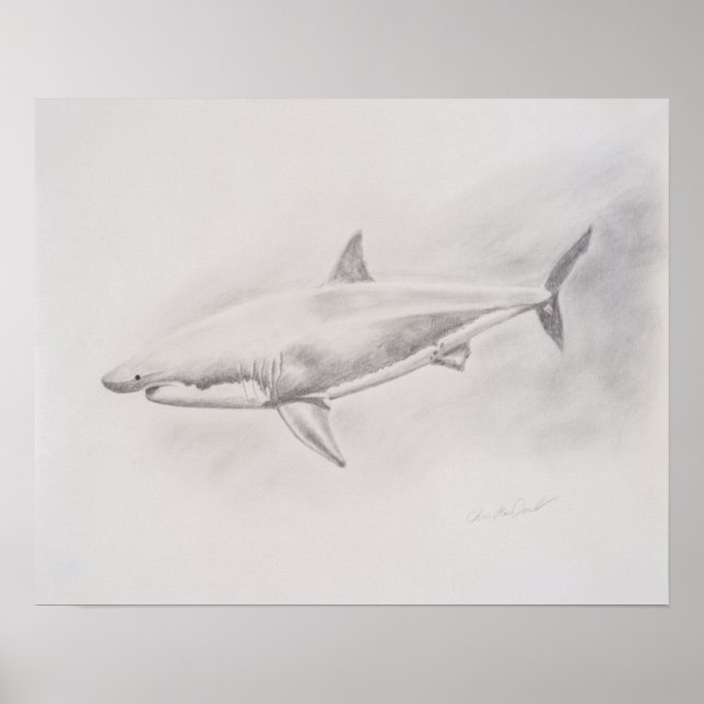Poster Grand dessin de requin blanc (Devant)