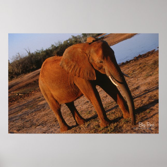 Poster Grand éléphant rouge (Devant)