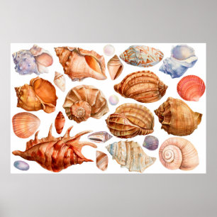 Poster grand ensemble de coquillages sur un fond blanc is