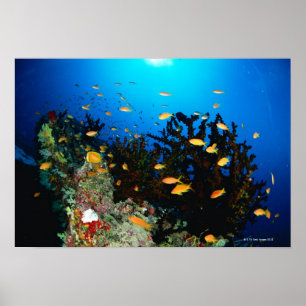 Poster Grand groupe de poissons de Sea Goldie nageant