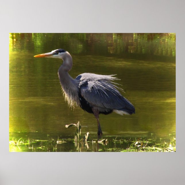 Poster Grand héron bleu (Devant)