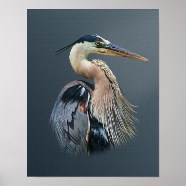 Poster Grand héron bleu (Devant)