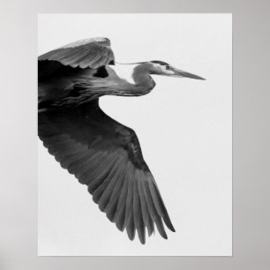 Poster Grand Heron bleu Crop noir et blanc