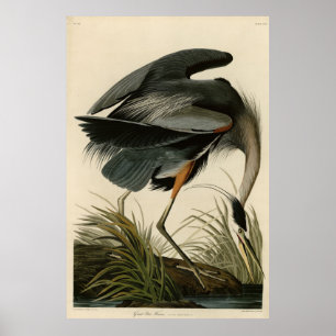 Poster Grand héron bleu des oiseaux d'Amérique d'Audubon