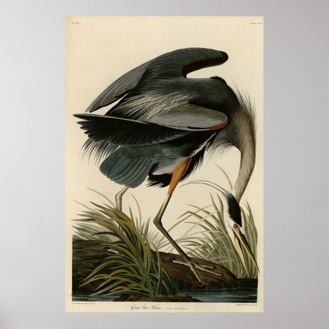 Poster Grand héron bleu des oiseaux d'Amérique d'Audubon (Devant)