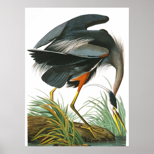 Poster Grand héron bleu par John James Audubon (Devant)