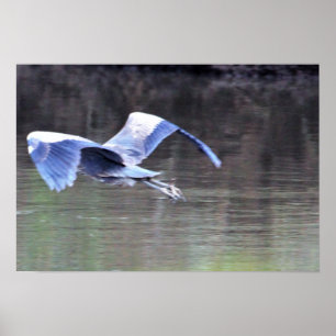 Poster Grand Héron bleu volant
