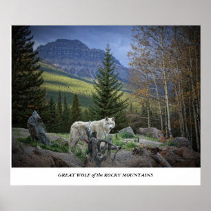 Poster Grand loup des Rocheuses