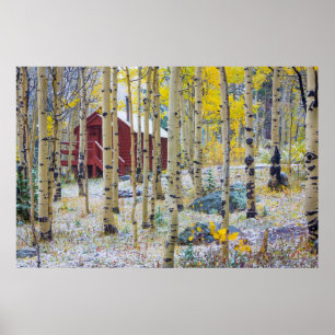 Poster Grand Mesa cabine solitaire dans une forêt