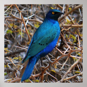 Poster Grand oiseau de Starling de race bleue