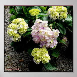 Poster Grand papa d'hortensia