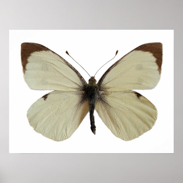 Poster Grand papillon blanc isolé (Devant)