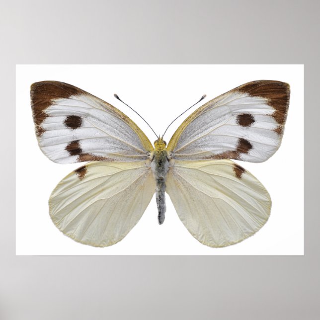 Poster Grand papillon blanc isolé PNG (Devant)