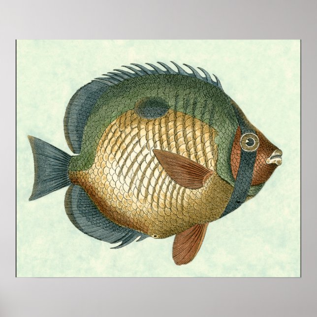Poster Grand Poisson Coloré (Devant)
