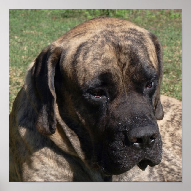 Poster Grand Portrait de tête de chien Mastiff anglais (Devant)