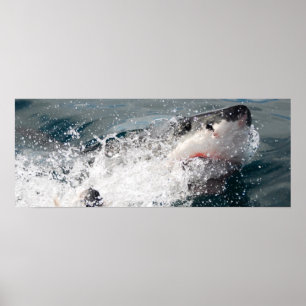 Poster Grand requin blanc