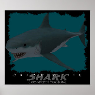 Poster Grand requin blanc