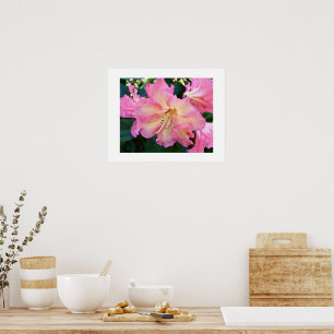 Poster Grand Rhododendron Rose Fleurit Photographie Flora