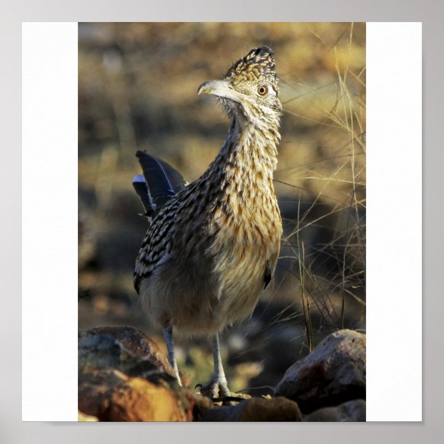 Poster Grand Roadrunner (Devant)