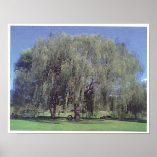 Poster Grand Willow Tree
