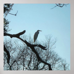 Poster Grande aigrette dans un arbre