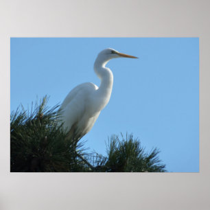 Poster Grande Aigrette en Floride ensoleillée