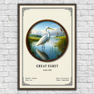 Poster Grande Aigrette Série de Zoologie