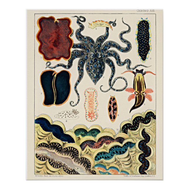 Poster Grande barrière de corail d'Australie (Devant)