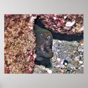 Poster Grande bouche Moray