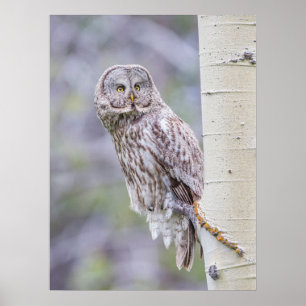 Poster Grande branche de tremble gris