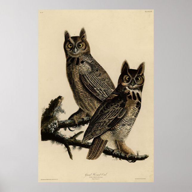 Poster Grande Chouette à la corne des oiseaux d'Amérique  (Devant)