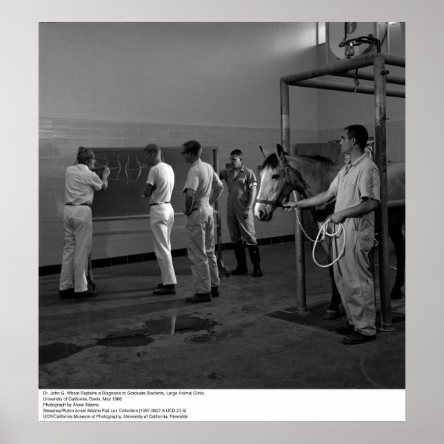 Poster Grande clinique animale, UC Davis, 1966 (Devant)