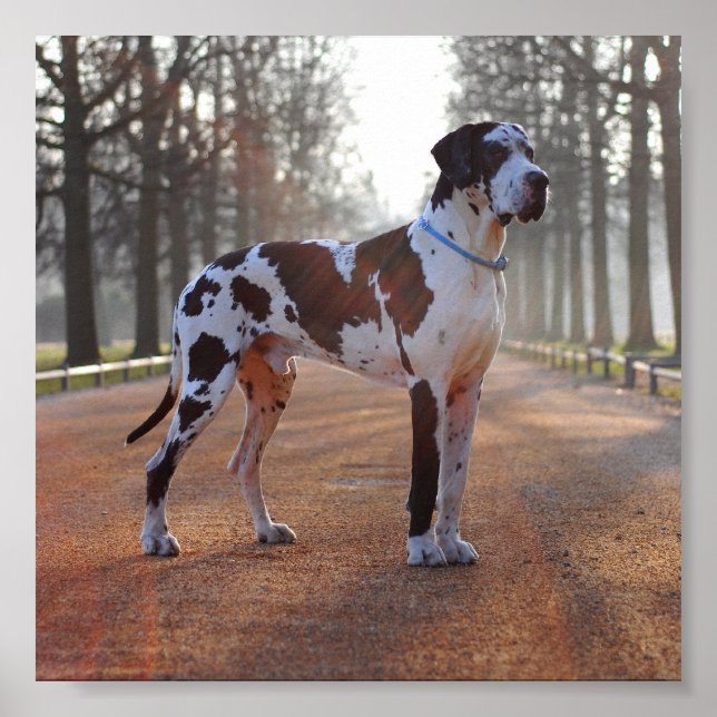 Poster Grande Dane (Devant)