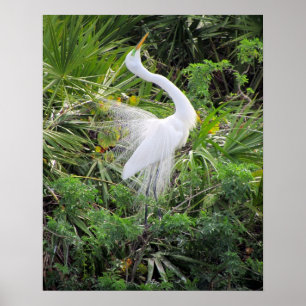 Poster Grande Danse d'accouplement d'aigrette blanche