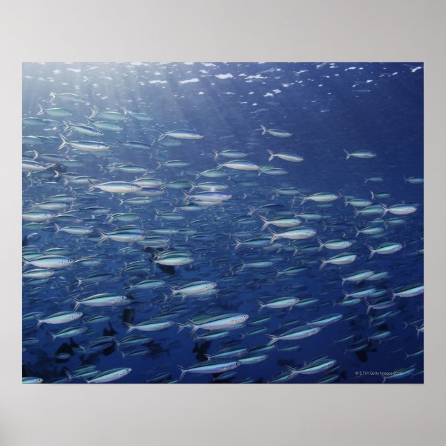 Poster Grande école de fusiliers bleutés (Devant)