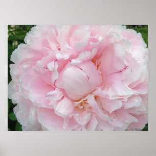 Poster Grande Fleur rose