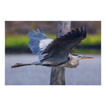 Grande Héron Bleu en Vol Photographie Faune Oiseau