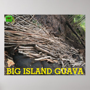 POSTER GRANDE ÎLE GUAVA