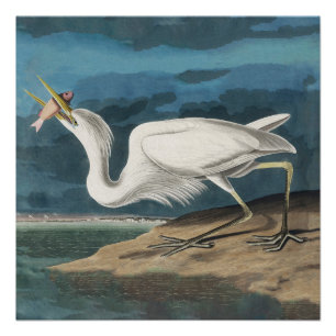 Poster Grande Peinture de la faune d'Audubon Heron blanc