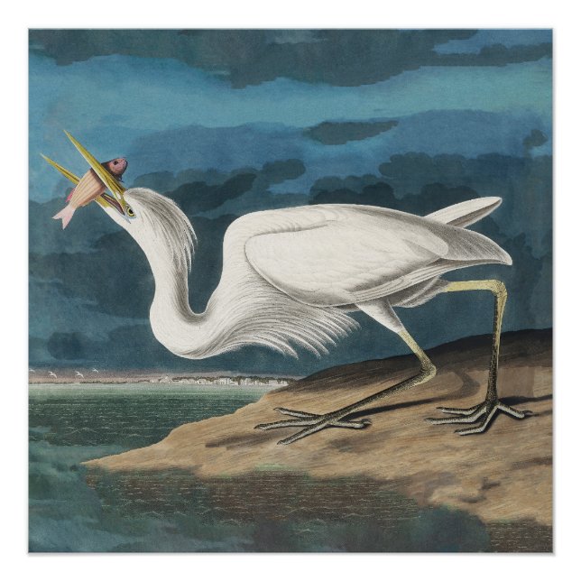 Poster Grande Peinture de la faune d'Audubon Heron blanc (Devant)
