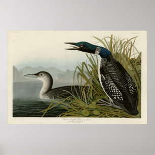Poster Grande plongeur du Nord Loon Audubon Oiseaux d'Amé