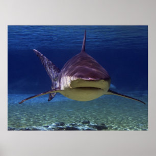 Poster Grande Rencontre de requin blanc