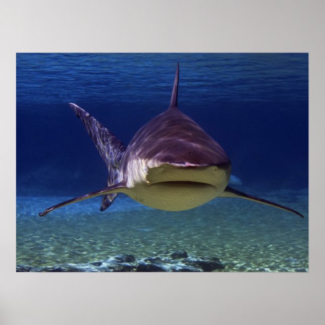 Poster Grande Rencontre de requin blanc (Devant)