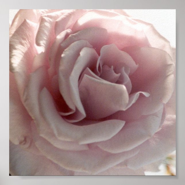 Poster grande rose rose (Devant)
