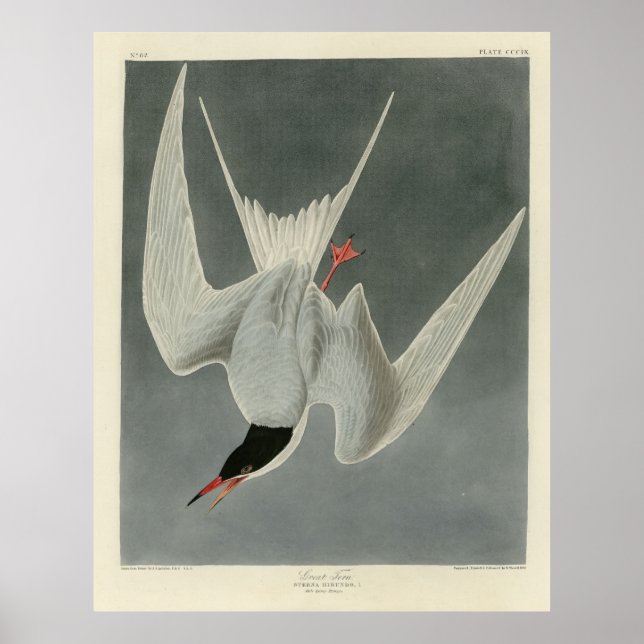 Poster Grande Sterne, Sterne commune - Audubon Birds of A (Devant)