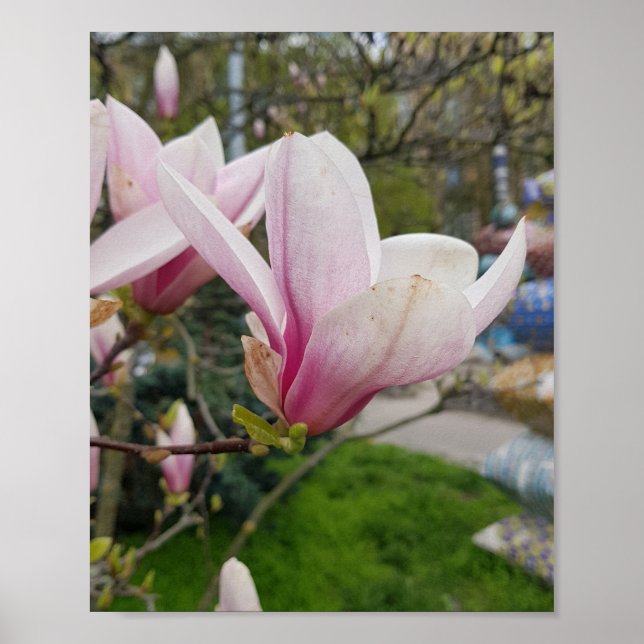 Poster Grandes fleurs de magnolia roses. Fleur de printem (Devant)